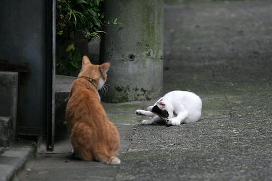 街のねこたち