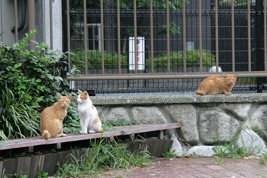 街のねこたち