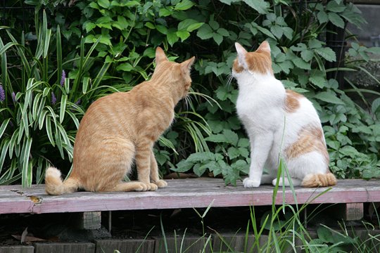 街のねこたち
