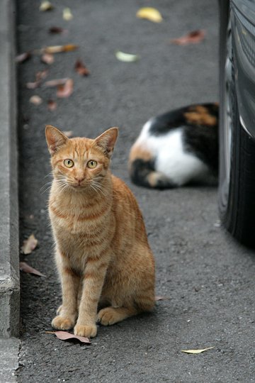 街のねこたち