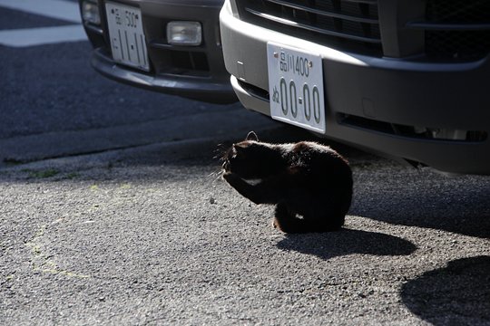 街のねこたち