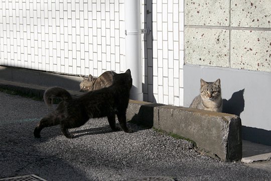 街のねこたち