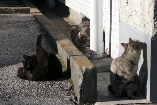 街のねこたち
