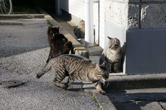 街のねこたち