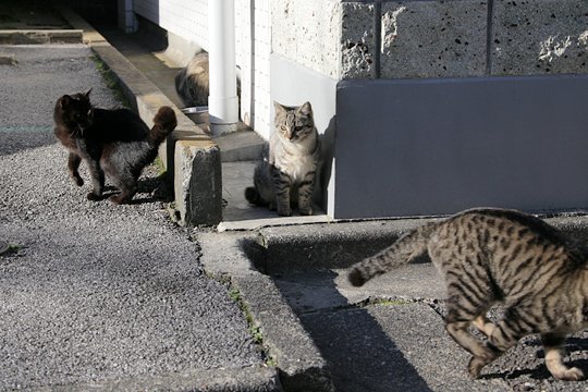街のねこたち