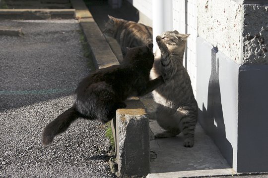 街のねこたち