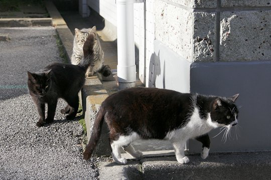 街のねこたち