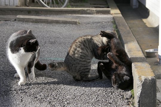 街のねこたち
