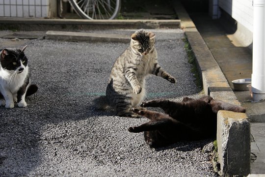 街のねこたち