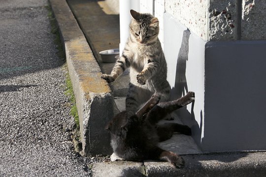 街のねこたち