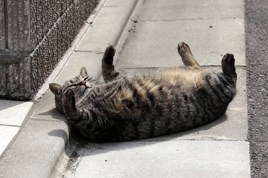街のねこたち
