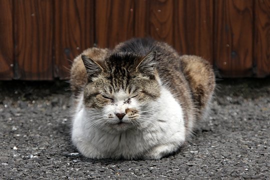 街のねこたち