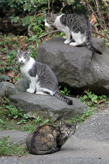 街のねこたち