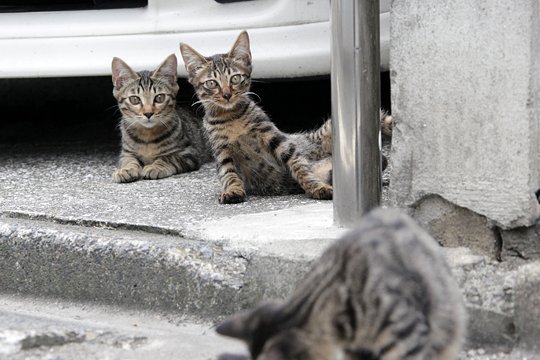 街のねこたち