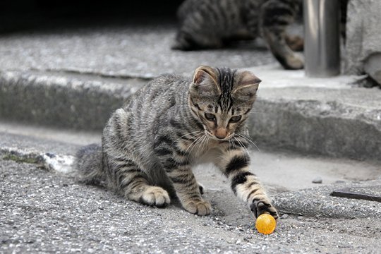 街のねこたち