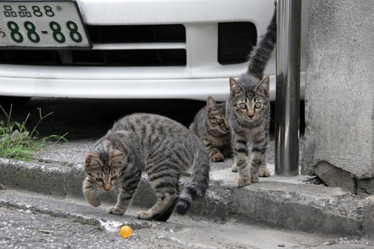 街のねこたち