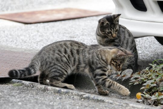 街のねこたち