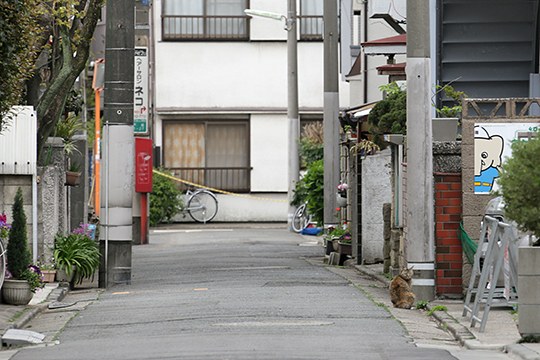 街のねこたち