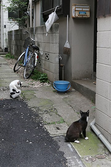 街のねこたち