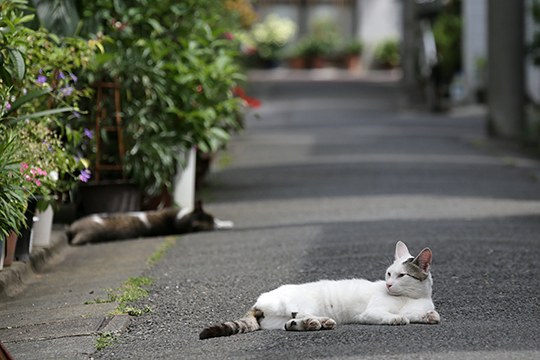 街のねこたち