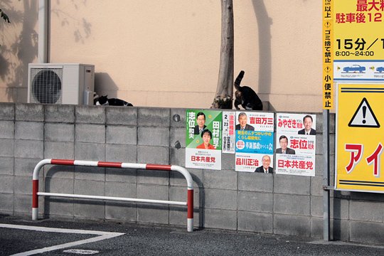 街のねこたち