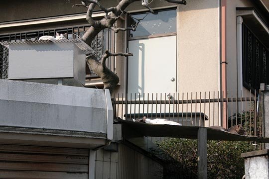 街のねこたち