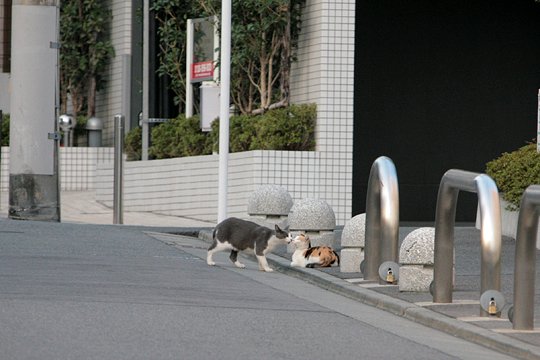 街のねこたち