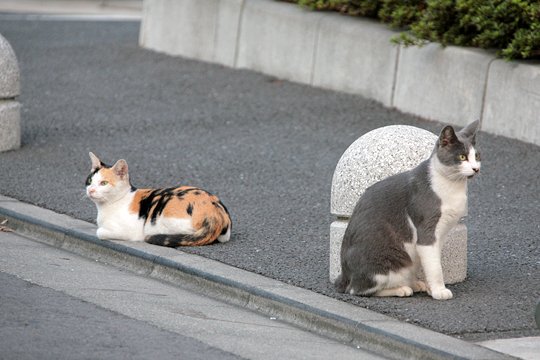 街のねこたち