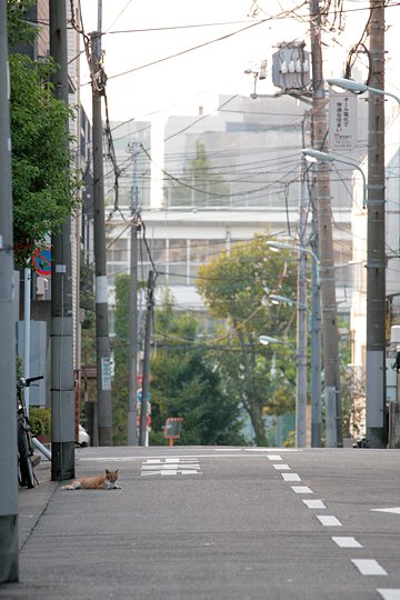 街のねこたち