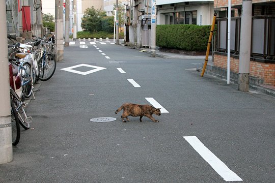 街のねこたち