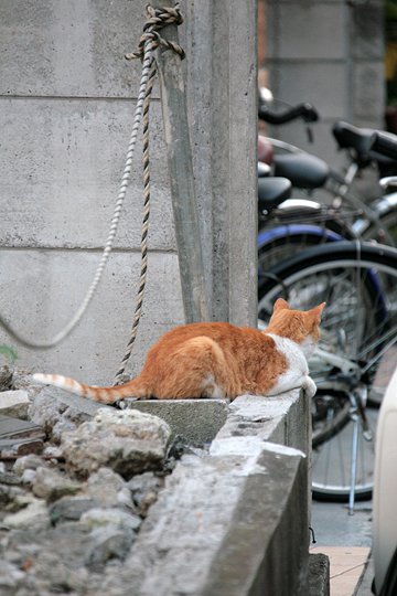 街のねこたち