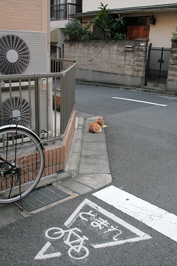 街のねこたち
