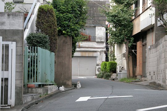 街のねこたち