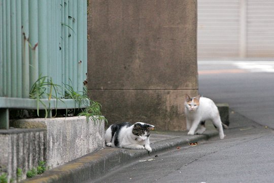 街のねこたち