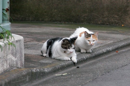 街のねこたち