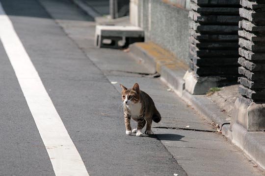 街のねこたち