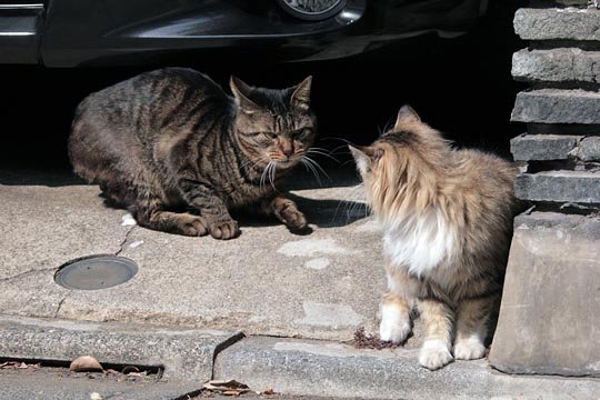 街のねこたち