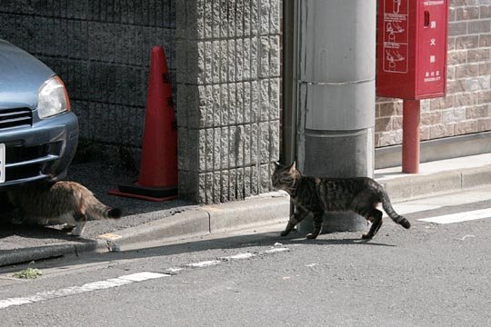 街のねこたち