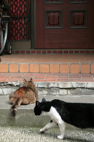 街のねこたち