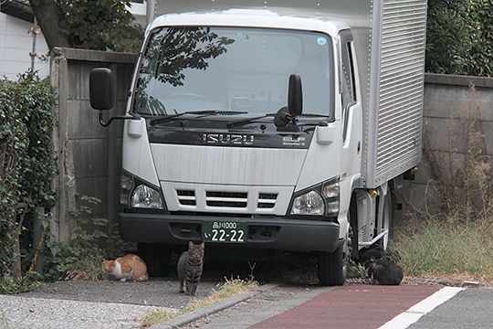 街のねこたち