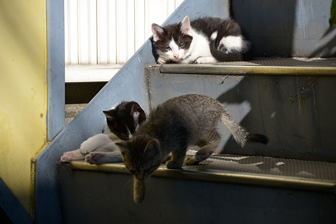 街のねこたち