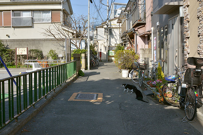 街のねこたち
