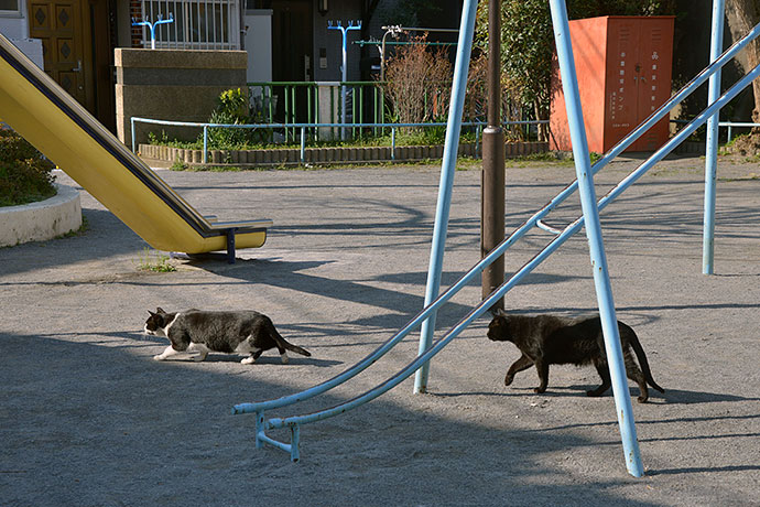 街のねこたち