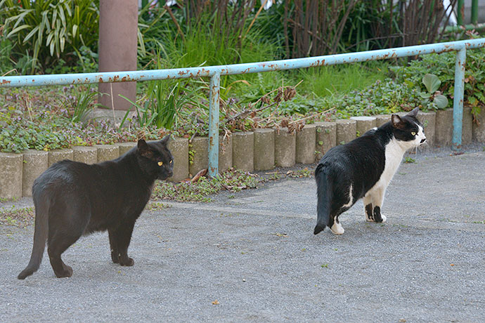 街のねこたち