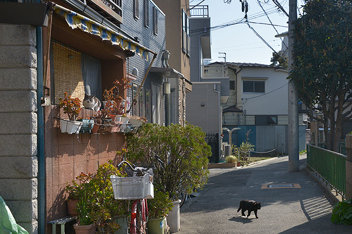 街のねこたち