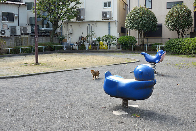 街のねこたち