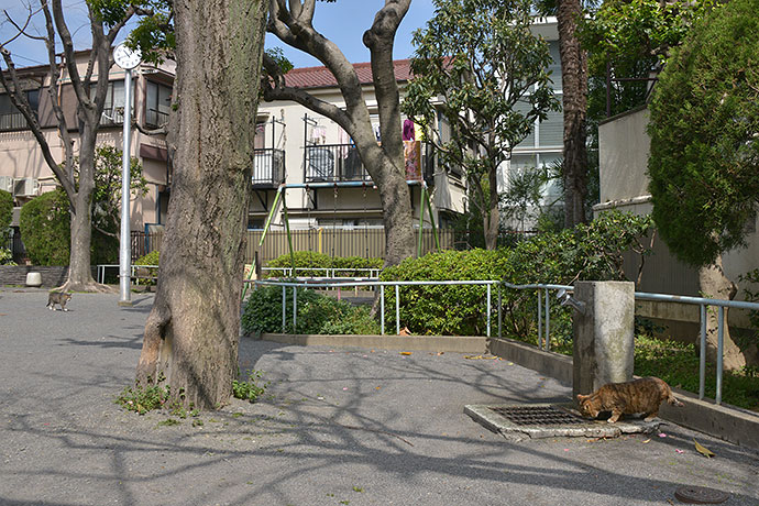 街のねこたち