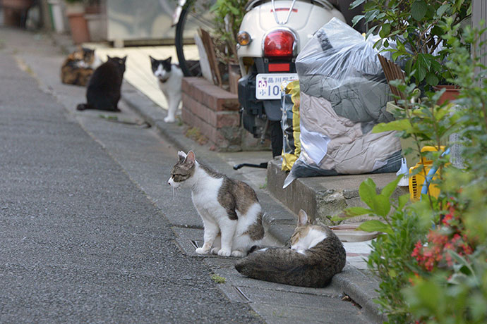 街のねこたち