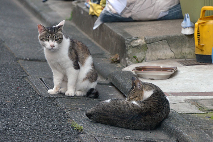 街のねこたち