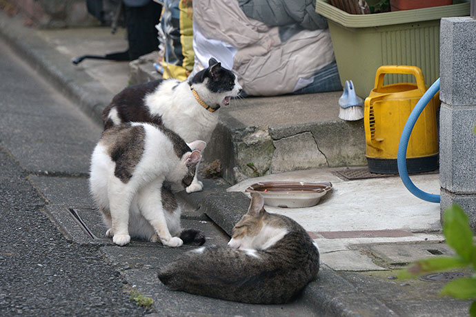 街のねこたち